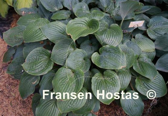 Hosta Purple Haze - Fransen Hostas